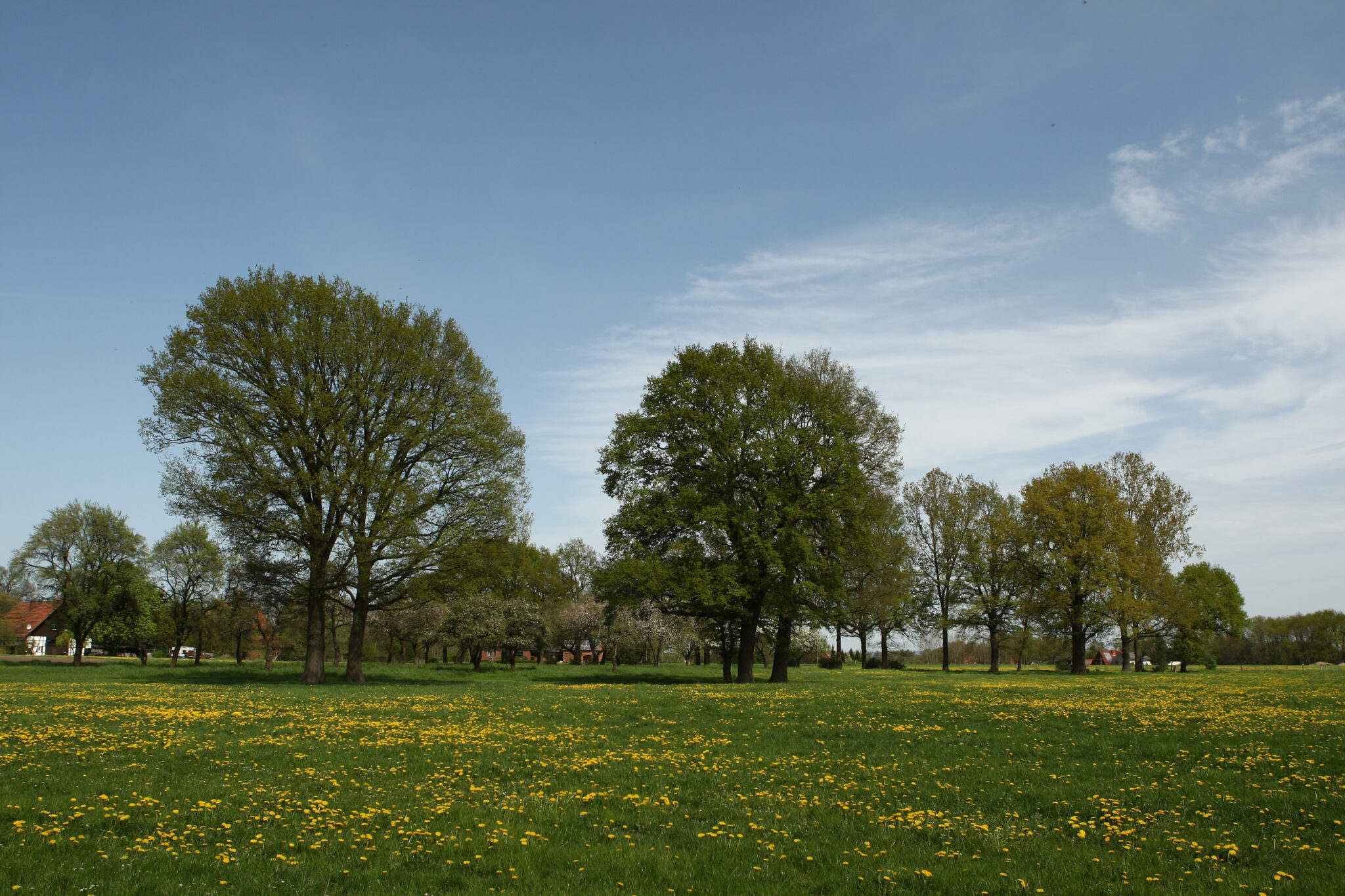 Wiese mit Löwenzahn und alten Eichen in Ostenland